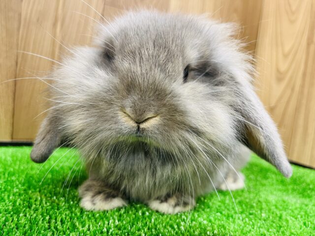 ライオンロップイヤー