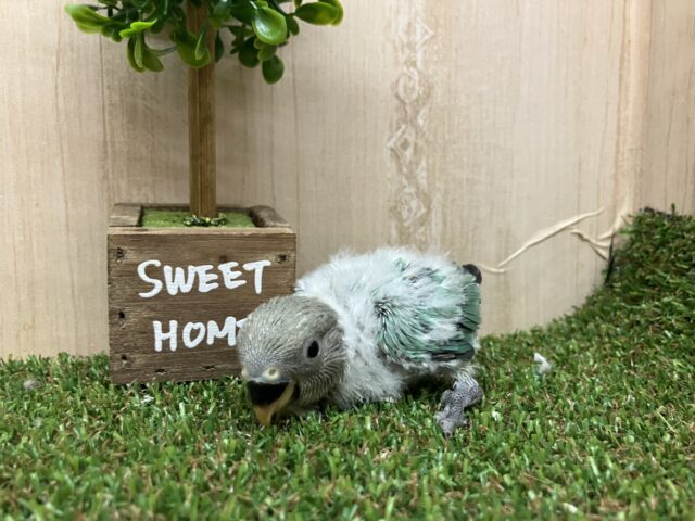 コザクラインコ（小桜インコ）