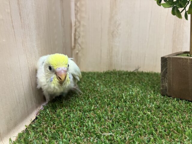 セキセイインコ