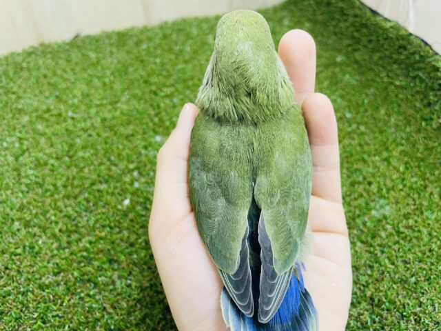 コザクラインコ（小桜インコ）