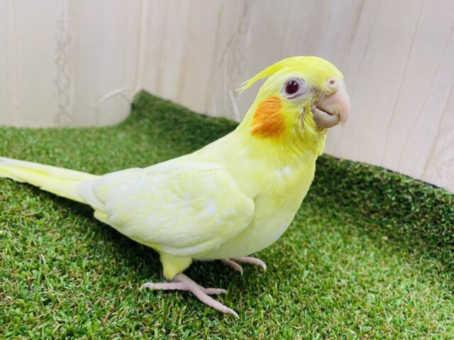 オカメインコ