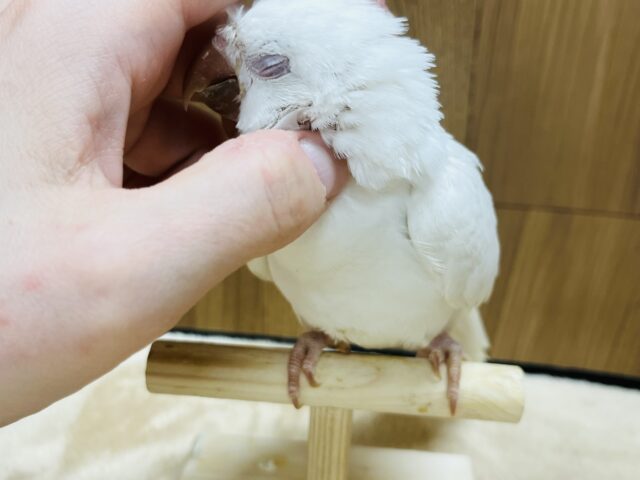 オキナインコ