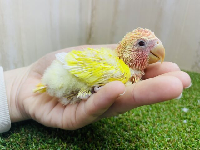 コザクラインコ（小桜インコ）