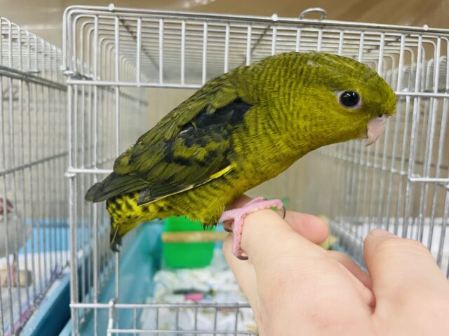 サザナミインコ