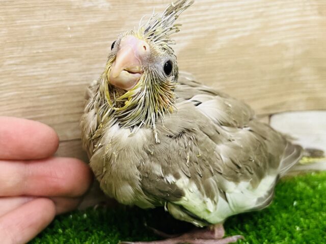 オカメインコ