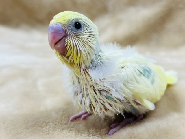 セキセイインコ