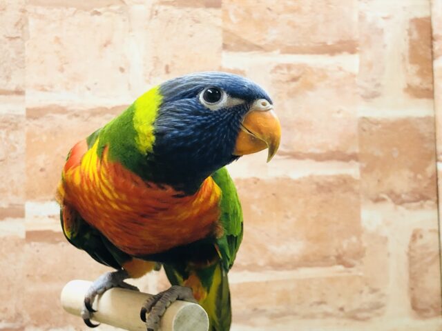 ゴシキセイガイインコ