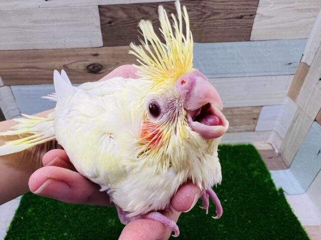 オカメインコ