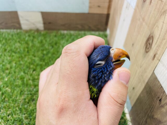 ゴシキセイガイインコ