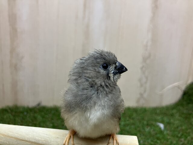 錦花鳥（キンカチョウ）