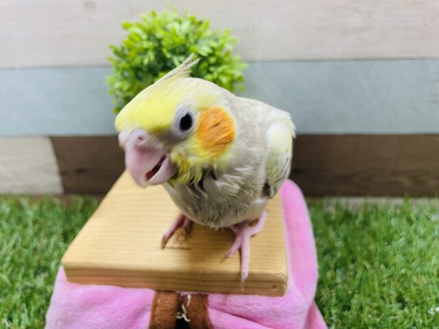 オカメインコ
