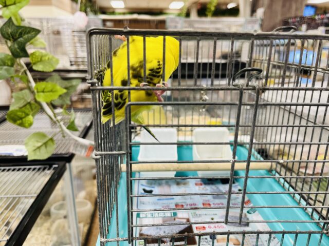 セキセイインコ