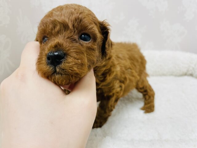 トイプードル