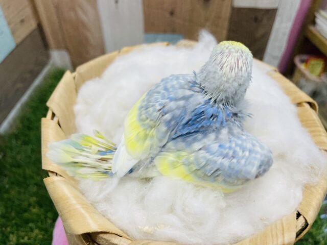 セキセイインコ