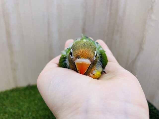ルリゴシボタンインコ