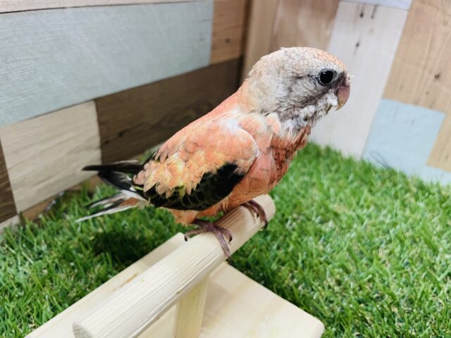 アキクサインコ（秋草インコ）