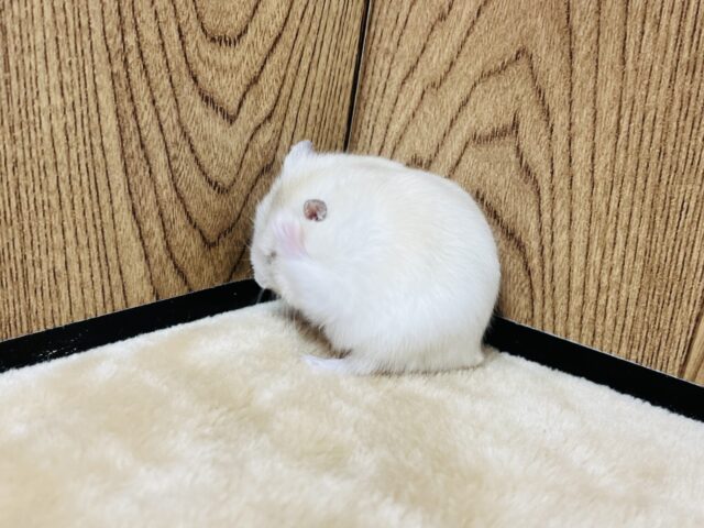 ドワーフハムスターの1種