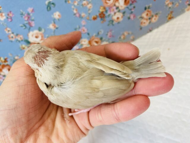 シナモン文鳥