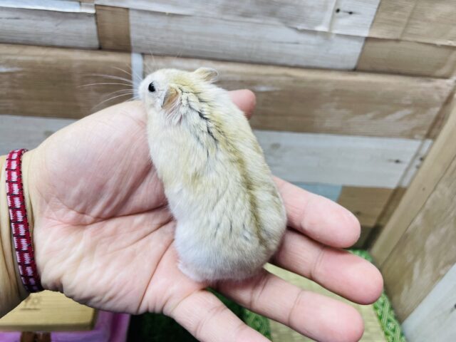 ジャンガリアン