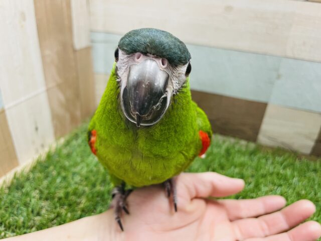 コミドリコンゴウインコ