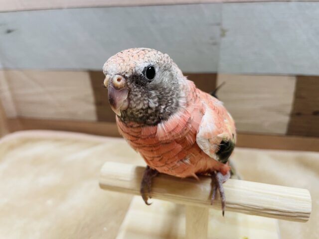 アキクサインコ（秋草インコ）