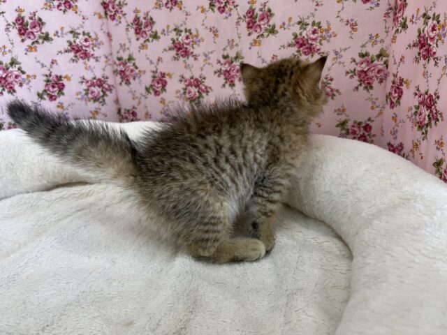 きゅん❤️なミヌエットちゃんいますよ✨️ ミヌエット