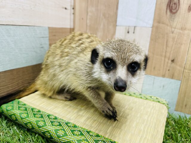 ミーアキャット