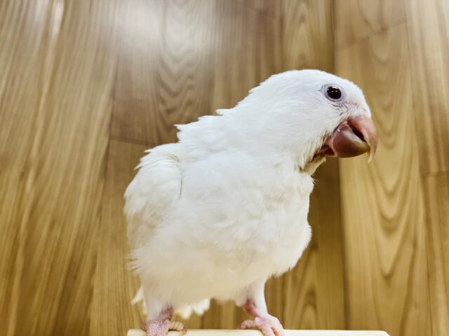 【動画更新🪄とってもお利口さん☆】天使みたい♡かわいすぎるオキナインコ(アルビノ)ヒナ オキナインコ