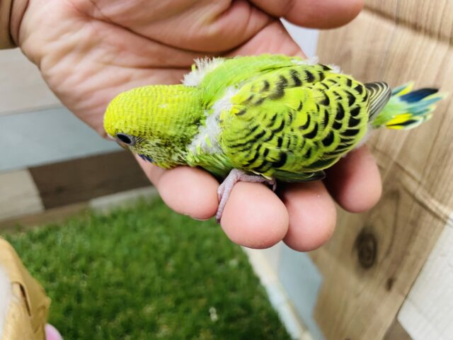 セキセイインコ