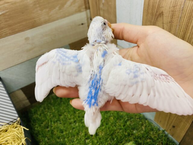 セキセイインコ