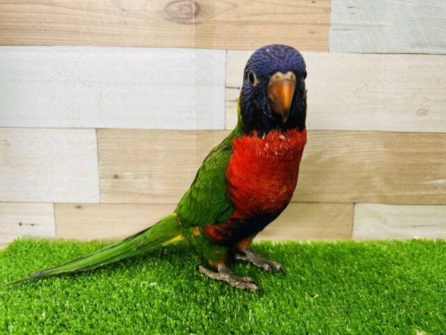 ゴシキセイガイインコ