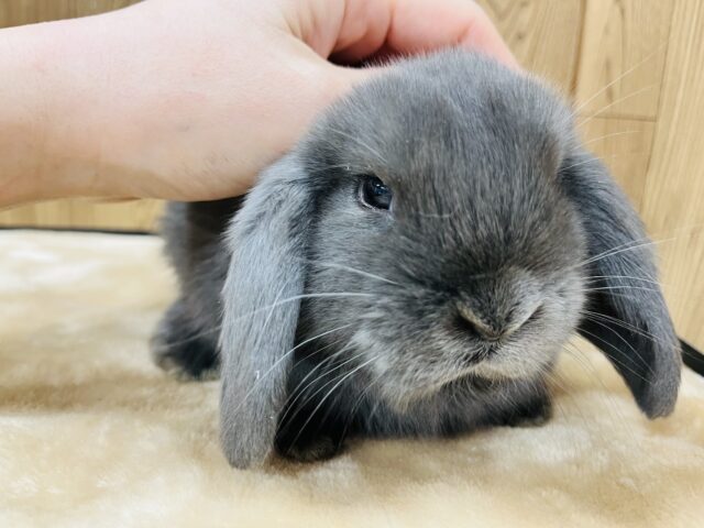 ホーランドロップ