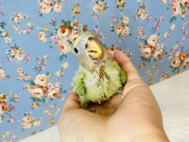 コザクラインコ（小桜インコ）