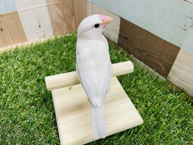 シルバー文鳥