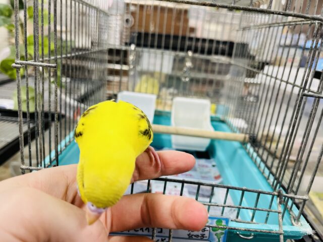 セキセイインコ