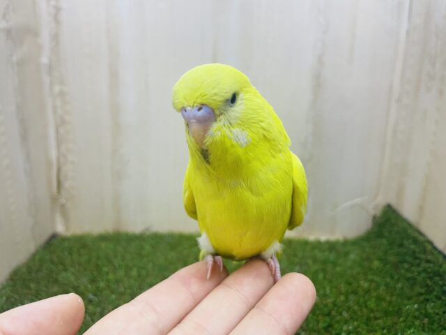 ジャンボセキセイインコ