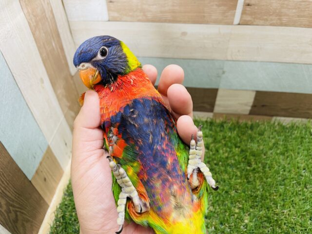 ゴシキセイガイインコ