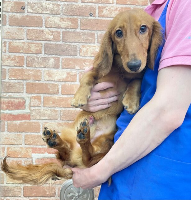 ミニチュアダックス