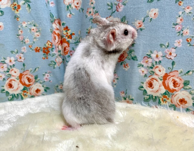 ゴールデンハムスター