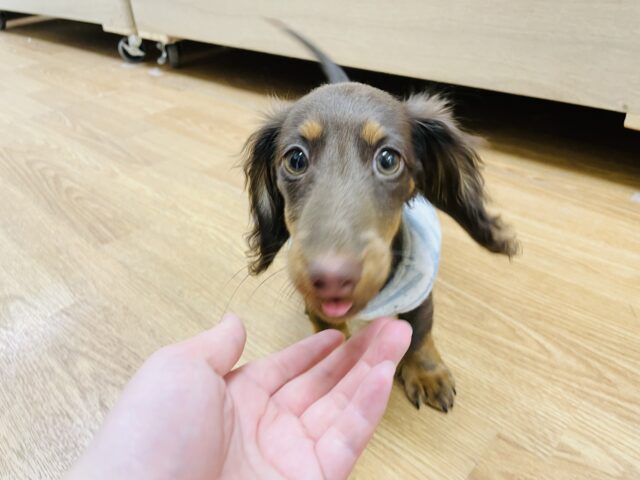 ミニチュアダックス