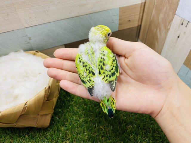 セキセイインコ