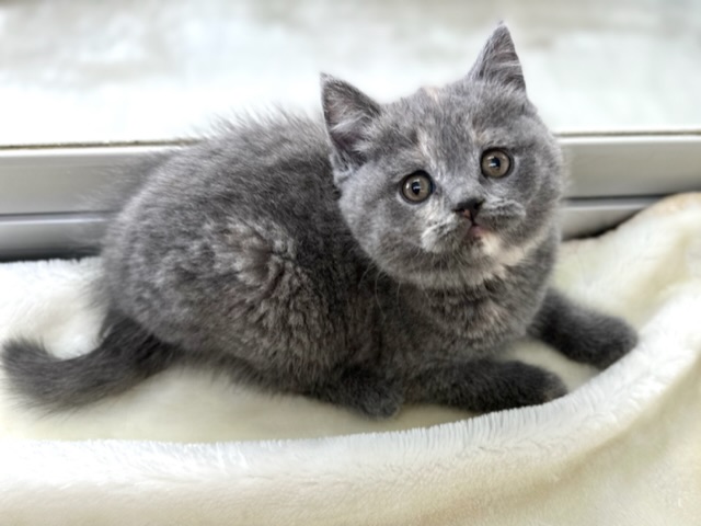 ブリティッシュショートヘア