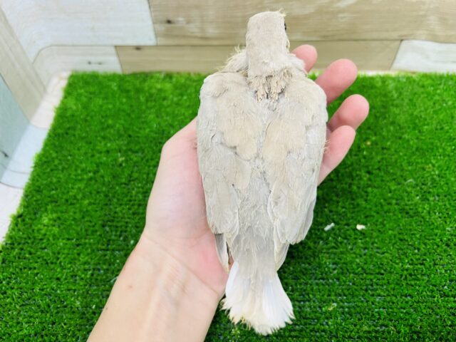 静かなるボスキャラ☆ジュズカケバトひな入舎です! ジュズカケバト