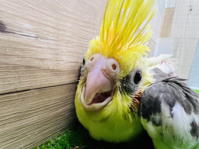 オカメインコ