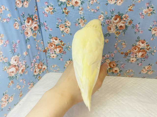 サザナミインコ
