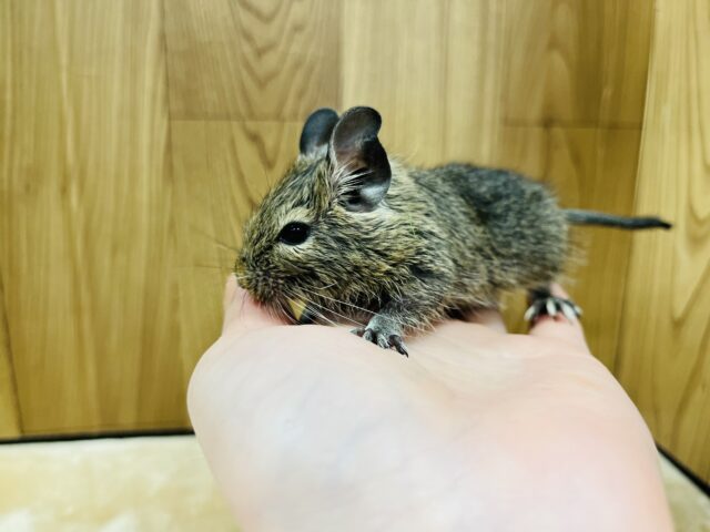 【動画更新🪄】ミルク大好き♡デグーベビー(ノーマル)男の子 デグー