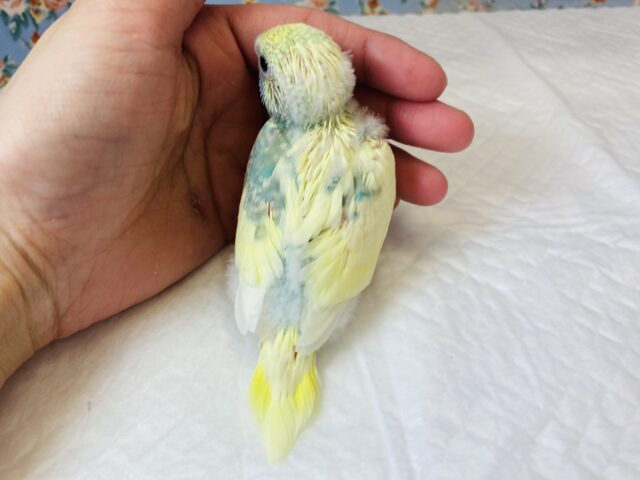 とってもかわいい色合いの💛セキセイインコのヒナちゃん入舎です💙 セキセイインコ