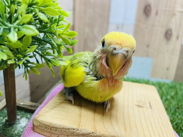 コザクラインコ（小桜インコ）