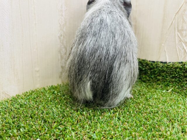 クレステッドモルモット