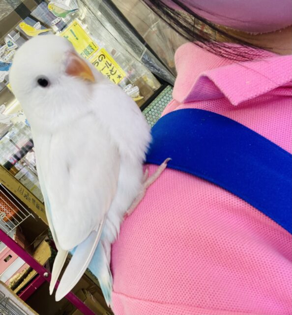 コザクラインコ（小桜インコ）